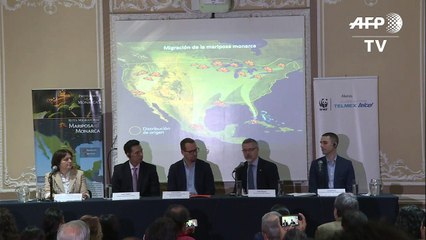Mariposas monarca aumentan un 114% su presencia en México