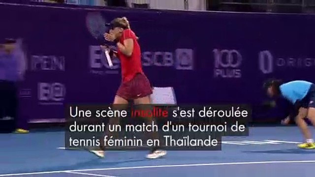 WEB TENNIS INSECTE 3101 169 OK