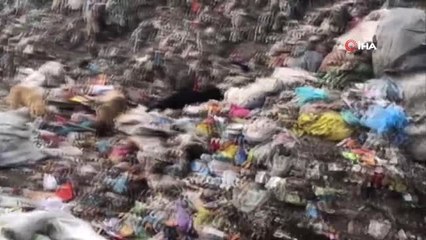 Bilecik'te Ölüme Terk Edilen Köpeklere Sohayko Sahip Çıktı