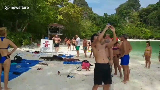 Giant monitor lizard walks on packed tourist beach in Thailand