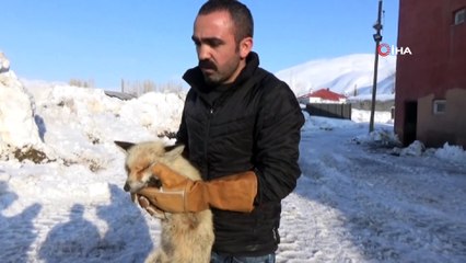 Şehir merkezine inen tilki, köpeklerin saldırısına uğradı