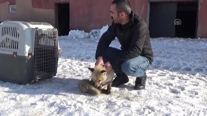 Yaralı Tilki Yavrusu Tedaviye Alındı