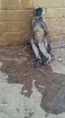 Monkey Eat Drugs.... Funny Animal Viral Video