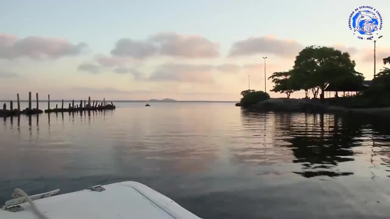 Tartaruga e lobos-marinhos salvos nas praias do PR voltam ao mar