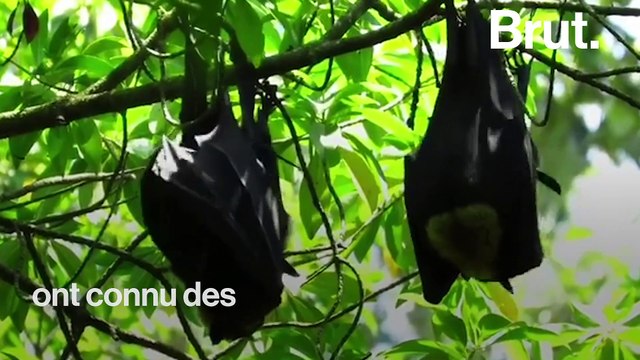 Australie : la chaleur tue les chauves-souris