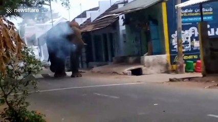 Rogue elephant returns to search for family after being relocated