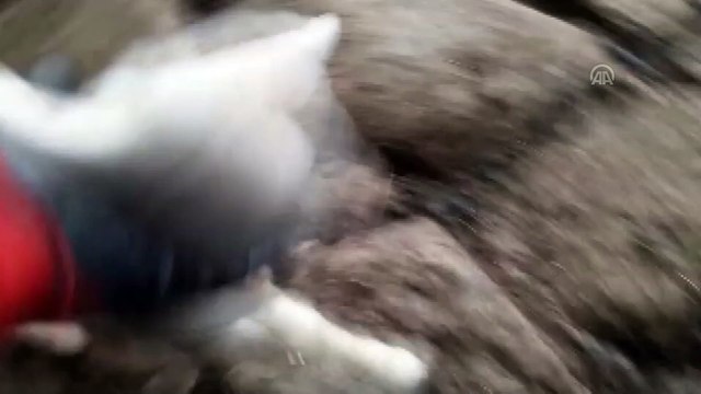 Beş ayaklı kuzu görenleri şaşırttı - DENİZLİ