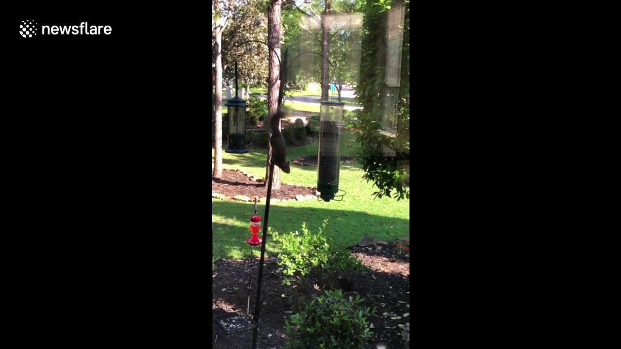 Not so agile! Squirrel goes for a spin on bird feeder
