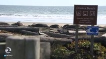 Elephant Seals Claimed A California Beach During Government Shutdown