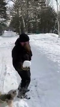 La tête de ces chiens qui cherchent une balle.. en neige dans la neige !