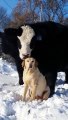 Câlin d'une vache sur un chien : elle le lèche entièrement LOL