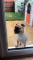Ce chien ne voit pas la vitre et saute dedans à chaque fois !