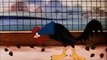 Chip & Dale's Chicken in The Rough | Disney Cartoon Best Episodes