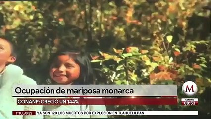 Población de mariposas monarca aumentó 114% este año