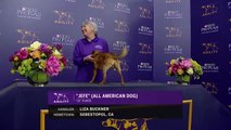 Best of the 2018 Masters Agility Championships - WESTMINSTER DOG SHOW (2018) - FOX SPORTS