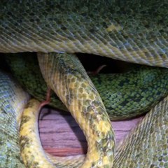 A Look at Spurs of a Male Green Tree Python