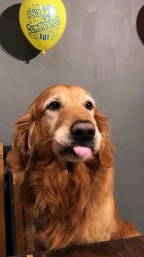 Cute Canine Smiles for the Camera