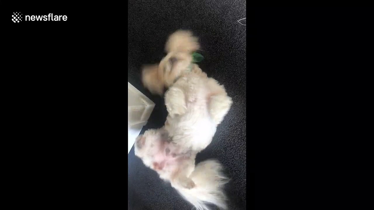 Cute doggo does a wiggle
