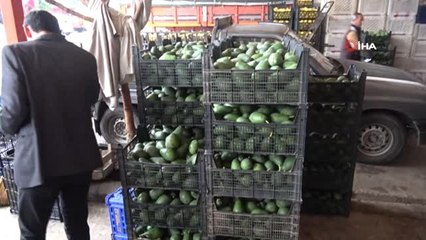 Alanya'da Bu Yıl Avokado Üretiminde Hedef 60 Milyon Adet