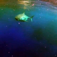 Une plongeuse caresse un grand requin blanc