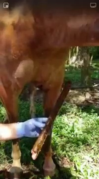 Il retire une énorme écharde dans la patte de son cheval