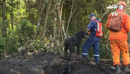 Cães ajudam nas buscam