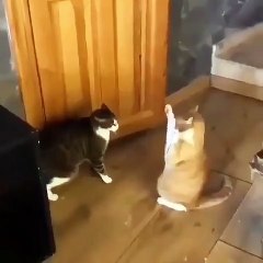 Lucha de Gatos.... :))).... Un pequeño empujoncito de uno de ellos desequilibra a su rival