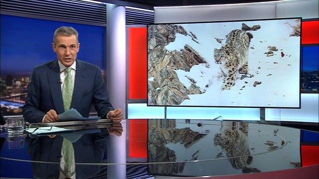 How conservationists are trying to rescue Russia's snow leopards