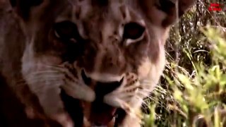 Estos son Los 3 PERROS que enfrentan LEONES l DOG VS LION[1]