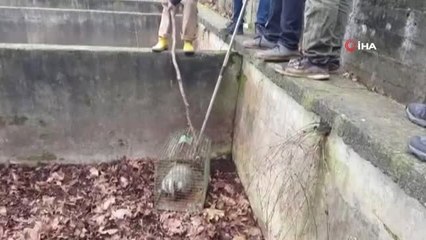 Havuza Düşen Porsuk Böyle Kurtarıldı