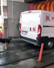 Different style of dog to taking bath on car wash point...