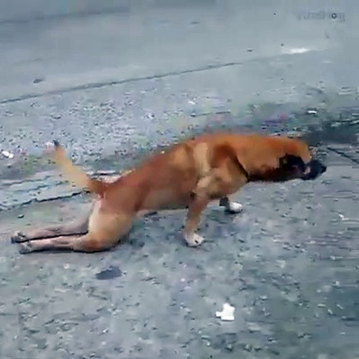 Dog Acting
