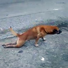 Dog Acting