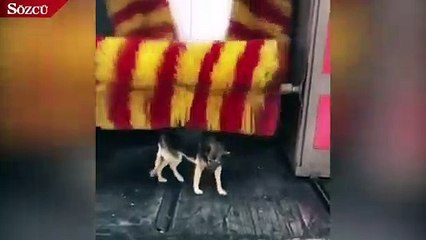 Köpeğin oto yıkamadaki duş keyfi kamerada