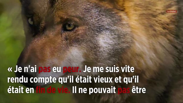 Pyrénées-Orientales : les loups ne se cachent pas toujours pour mourir