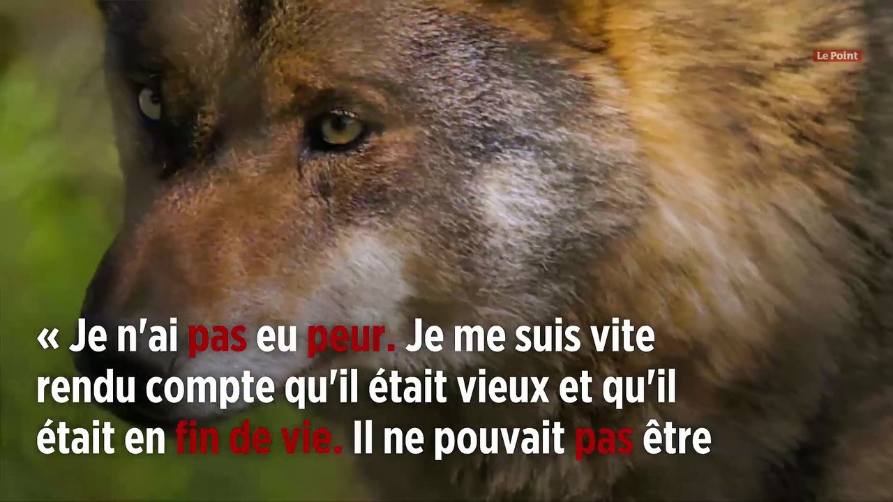 Pyrénées-Orientales : les loups ne se cachent pas toujours pour mourir
