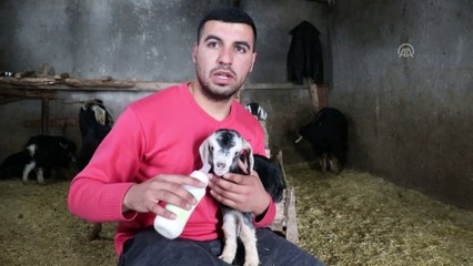 Kara kışla iş yükü artan besiciler en çok biberona ihtiyaç duyuyor - ELAZIĞ