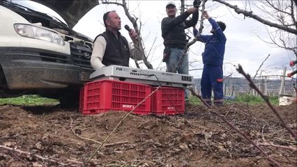 Meyve Bahçesinde "Müzikli" Mesai - Bursa