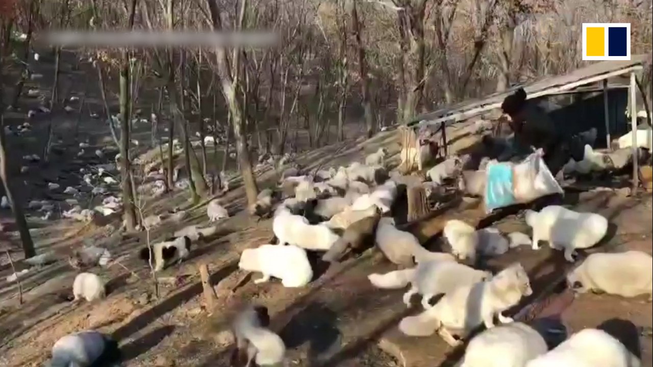 White foxes rescued