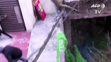 Leopard versetzt indische Stadt in Panik