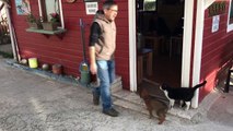Sokak kedisi ile yavru köpeklerin şaşırtan dostluğu - KASTAMONU