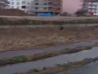 Yaban domuzları şehre indi
