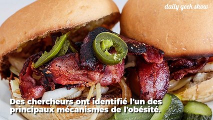 Obésité : les aliments gras inhibent la sensation de satiété