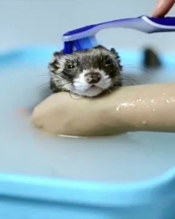 Brosser la tête dun furet