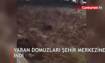 Yaban domuzları şehir merkezine indi