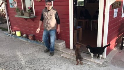 Sokak Kedisi ile Yavru Köpeklerin Şaşırtan Dostluğu