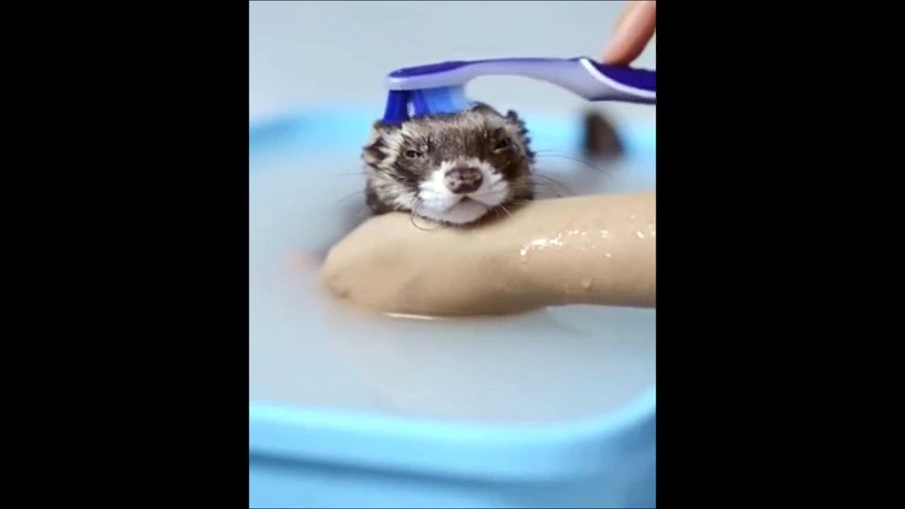 Ce petit furet adore prendre son bain et on le comprend