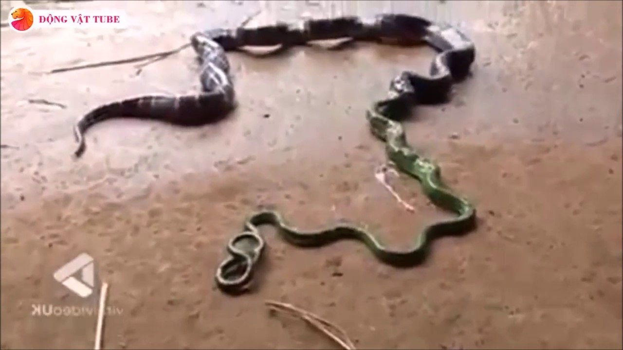 Ce serpent recrache un autre serpent vert