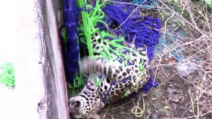 Un leopardo aterroriza a una ciudad india