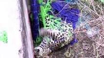 Un leopardo aterroriza a una ciudad india